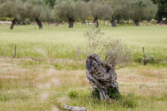 Peninsula de Llevant