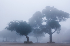 Niebla en Mallorca