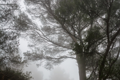 Niebla en Mallorca