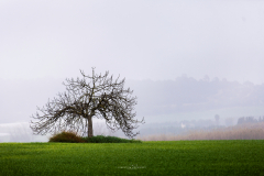 Niebla en Mallorca