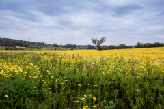 Primavera