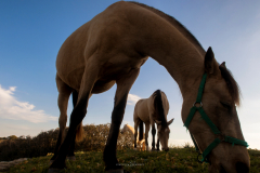 Sa Coma - Punta de N'Amer