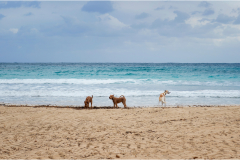 Sa Coma - Punta de N'Amer