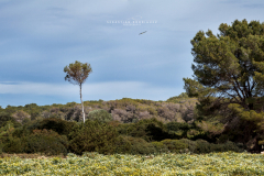 Sa Coma - Punta de N'Amer