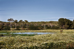 Sa Coma - Punta de N'Amer