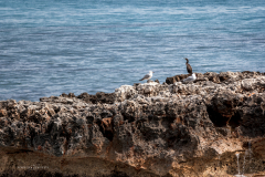 Sa Coma - Punta de N'Amer